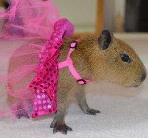 dressed female capybara pet for sale