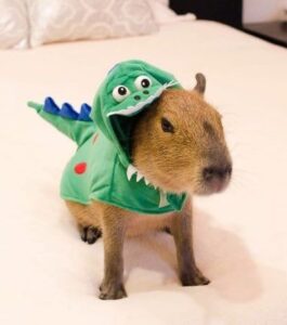 male capybara mini for sale
